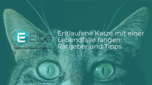 Entlaufene Katze mit einer Lebendfalle fangen: Ratgeber und Tipps Elbe-Welt.de